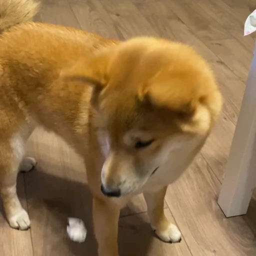 😑 Стикер «Shiba Brayton» для Telegram