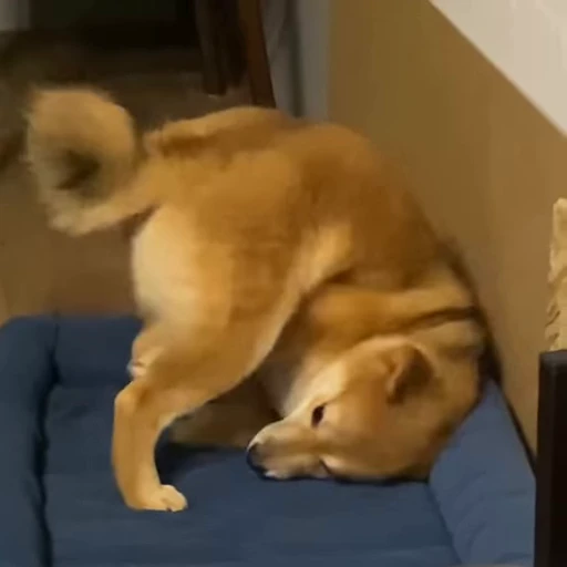 🤪 Стикер «Shiba Brayton» для Telegram
