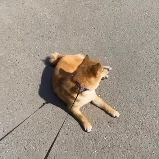 🥴 Стикер «Shiba Brayton» для Telegram