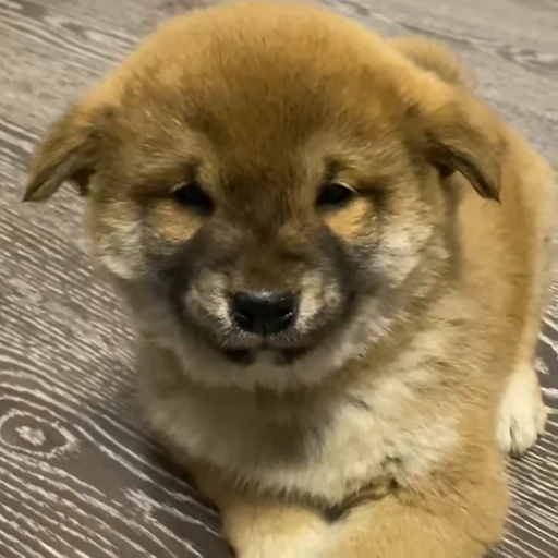 😭 Стикер «Shiba Brayton» для Telegram
