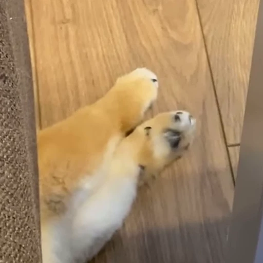 👋 Стикер «Shiba Brayton» для Telegram