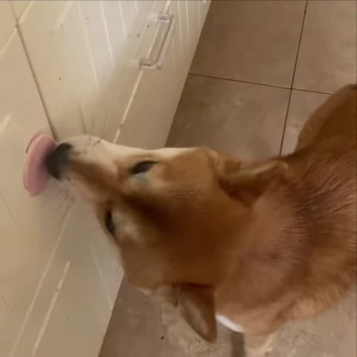 🍗 Стикер «Shiba Brayton» для Telegram