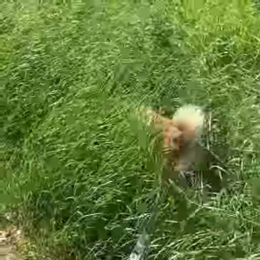 🚜 Стикер «Shiba Brayton» для Telegram