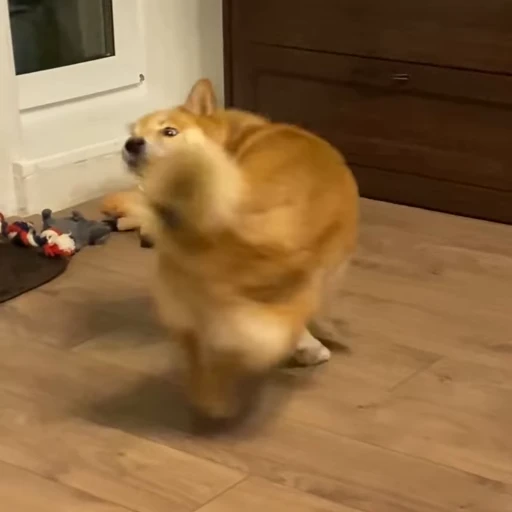 🤪 Стикер «Shiba Brayton» для Telegram