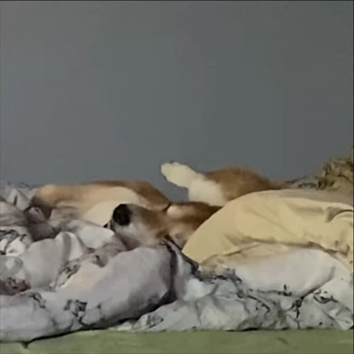 🦵 Стикер «Shiba Brayton» для Telegram