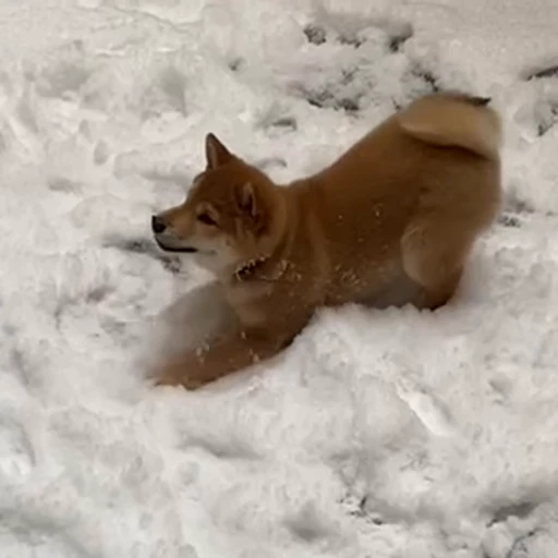🥶 Стикер «Shiba Brayton» для Telegram