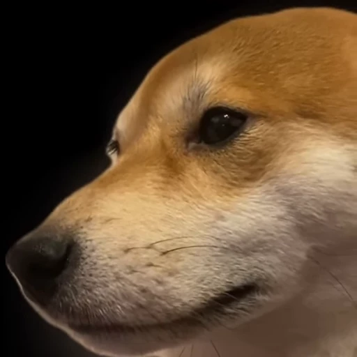 💃 Стикер «Shiba Brayton» для Telegram