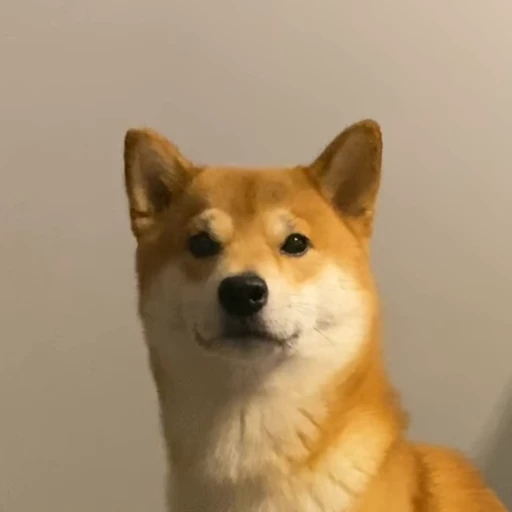 🗣 Стикер «Shiba Brayton» для Telegram