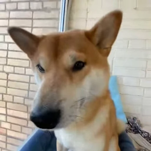 👃 Стикер «Shiba Brayton» для Telegram