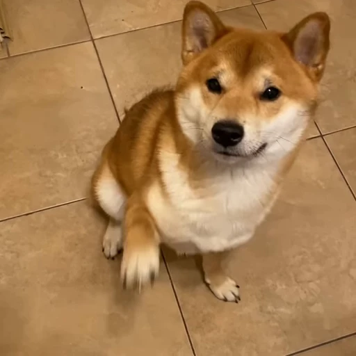 👋 Стикер «Shiba Brayton» для Telegram