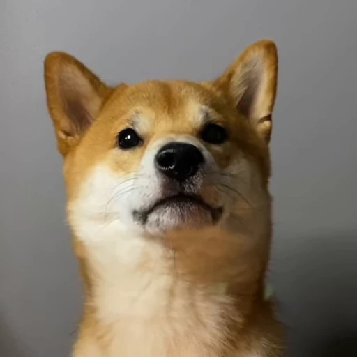😛 Стикер «Shiba Brayton» для Telegram