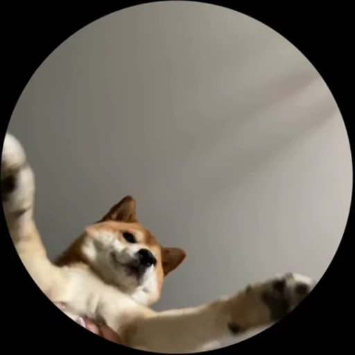 💃 Стикер «Shiba Brayton» для Telegram