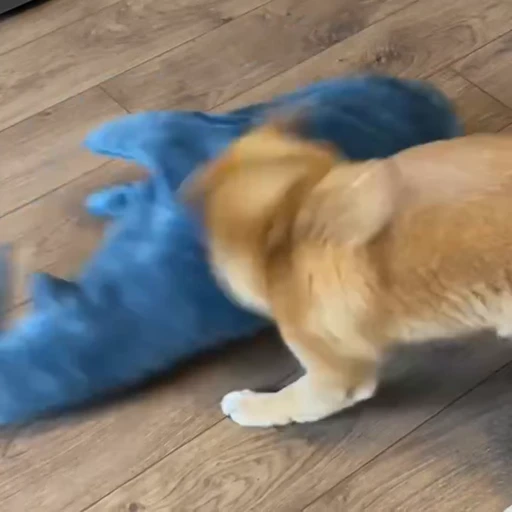 😡 Стикер «Shiba Brayton» для Telegram