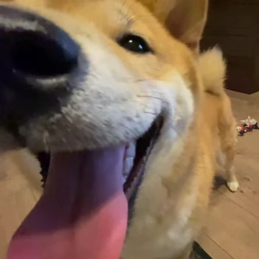 👃 Стикер «Shiba Brayton» для Telegram