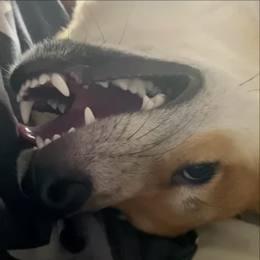 🤪 Стикер «Shiba Brayton» для Telegram