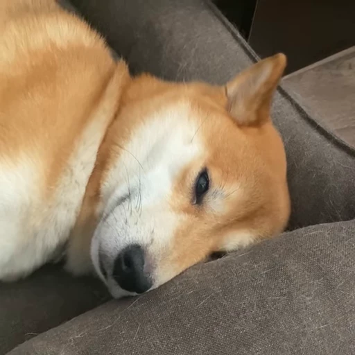 😔 Стикер «Shiba Brayton» для Telegram