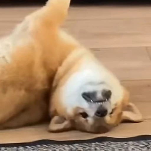 🤪 Стикер «Shiba Brayton» для Telegram