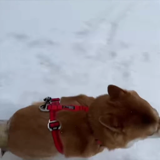 😮 Стикер «Shiba Brayton» для Telegram