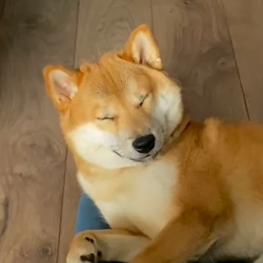 😐 Стикер «Shiba Brayton» для Telegram