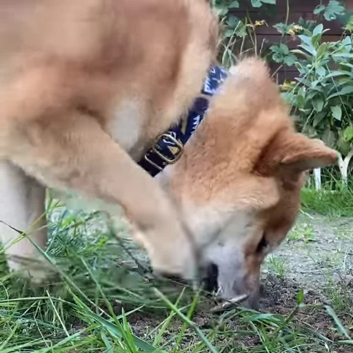 ⛏ Стикер «Shiba Brayton» для Telegram