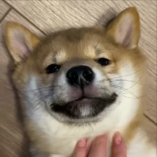 ☺️ Стикер «Shiba Brayton» для Telegram