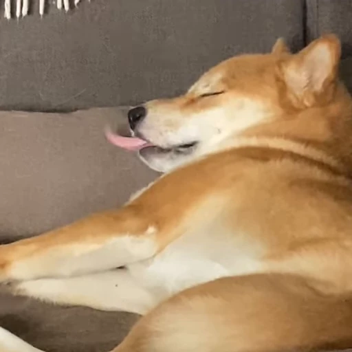 💤 Стикер «Shiba Brayton» для Telegram