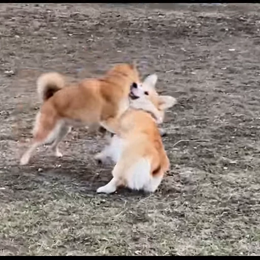 🥊 Стикер «Shiba Brayton» для Telegram