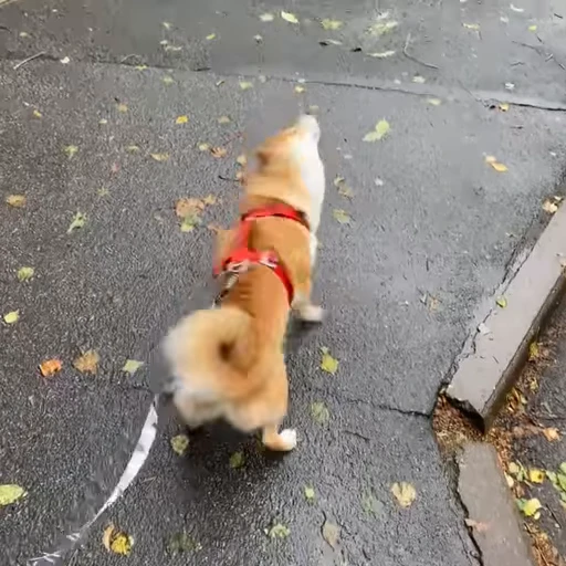 🌧️ Стикер «Shiba Brayton» для Telegram