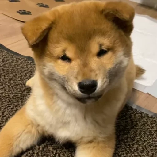 😘 Стикер «Shiba Brayton» для Telegram