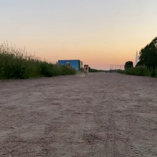 🏃 Стикер «Shiba Brayton» для Telegram