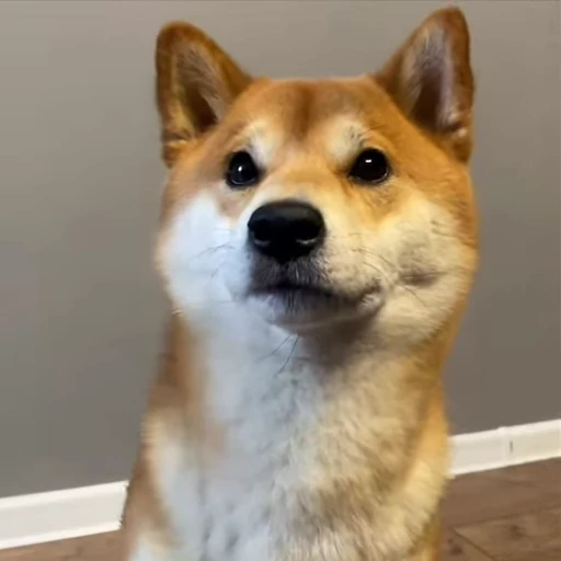 🖐 Стикер «Shiba Brayton» для Telegram