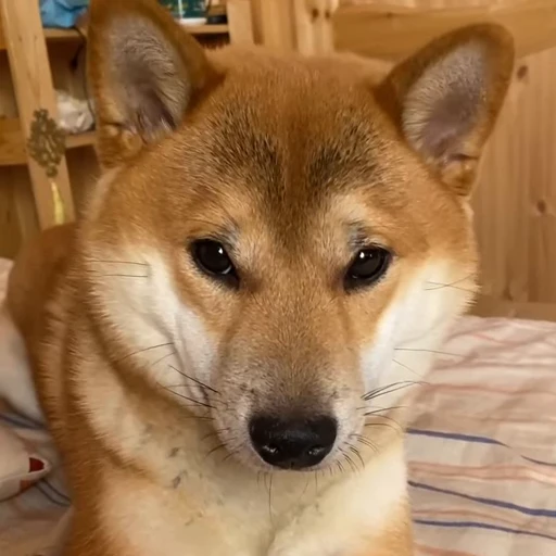 🙄 Стикер «Shiba Brayton» для Telegram