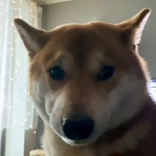 🥺 Стикер «Shiba Brayton» для Telegram