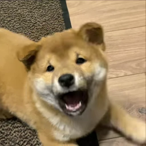 😝 Стикер «Shiba Brayton» для Telegram