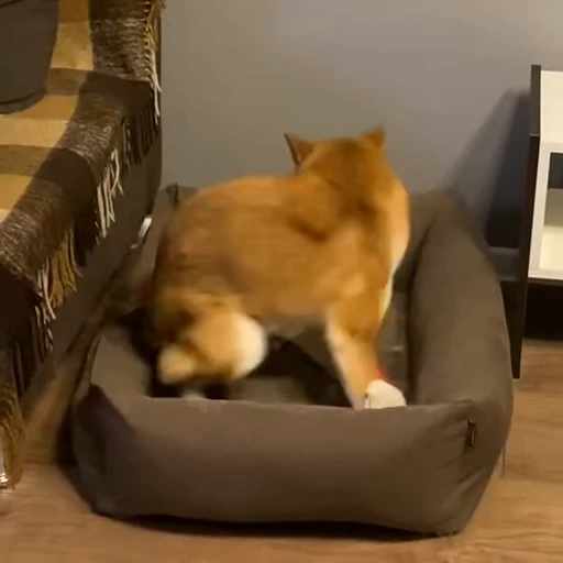 🍼 Стикер «Shiba Brayton» для Telegram