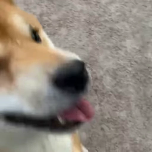 💋 Стикер «Shiba Brayton» для Telegram