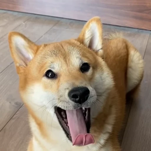 🥱 Стикер «Shiba Brayton» для Telegram