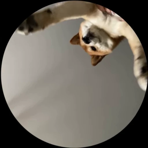 Стикерпак Shiba Brayton для Telegram