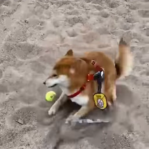 🤪 Стикер «Shiba Brayton» для Telegram
