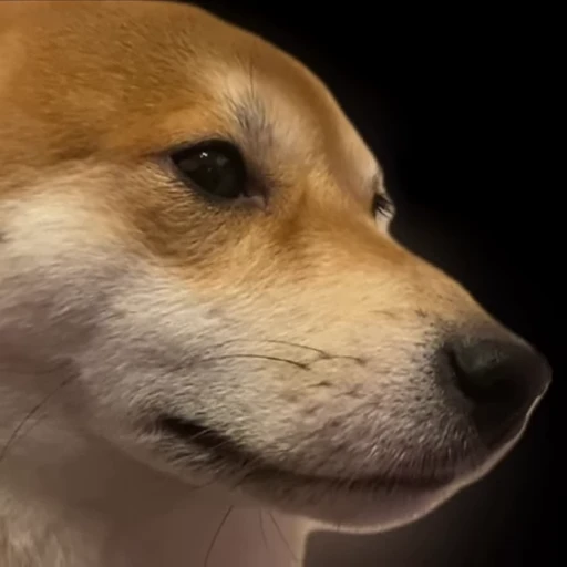 💃 Стикер «Shiba Brayton» для Telegram