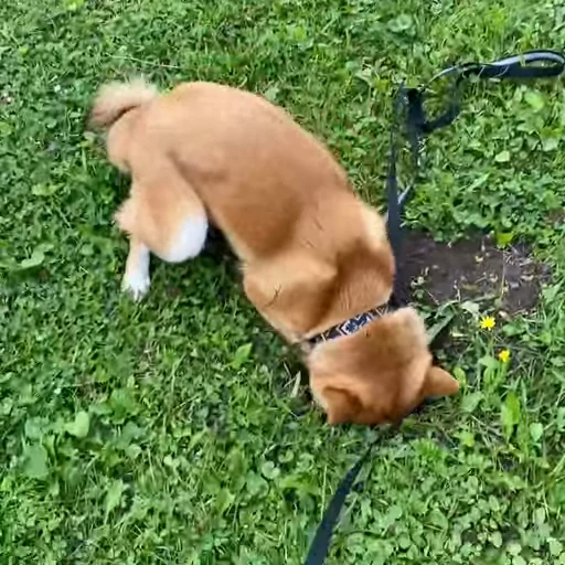 🫥 Стикер «Shiba Brayton» для Telegram