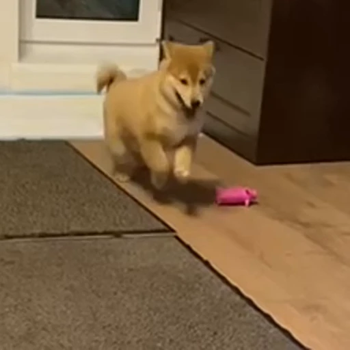 😜 Стикер «Shiba Brayton» для Telegram