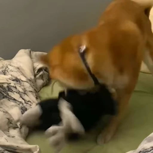 🤬 Стикер «Shiba Brayton» для Telegram