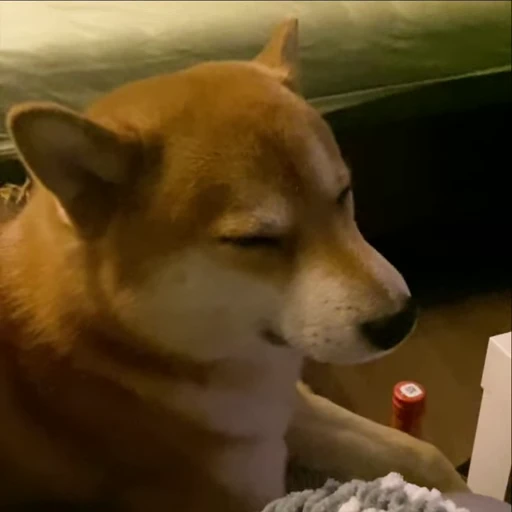 🙄 Стикер «Shiba Brayton» для Telegram