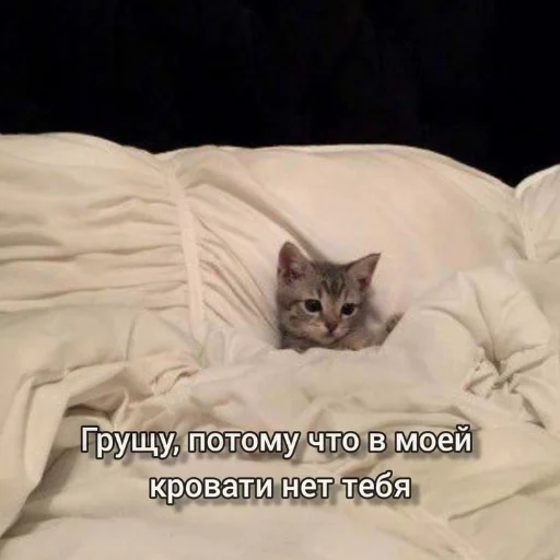 😕 Стикер «бред» для Telegram