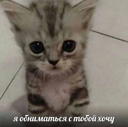 🥺 Стикер «бред» для Telegram