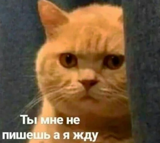 😿 Стикер «бред» для Telegram