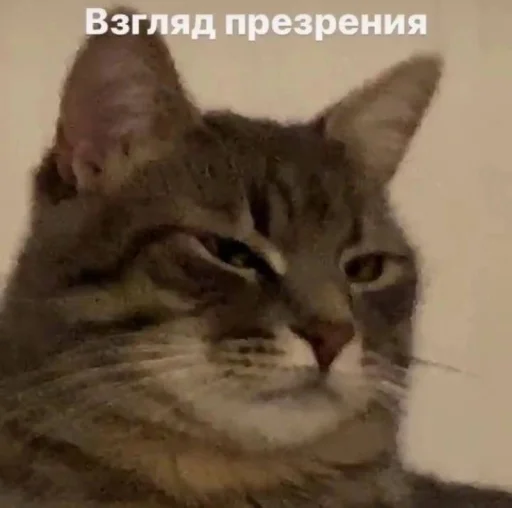 😮 Стикер «бред» для Telegram