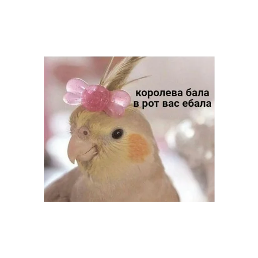 👑 Стикер «с кайфом» для Telegram