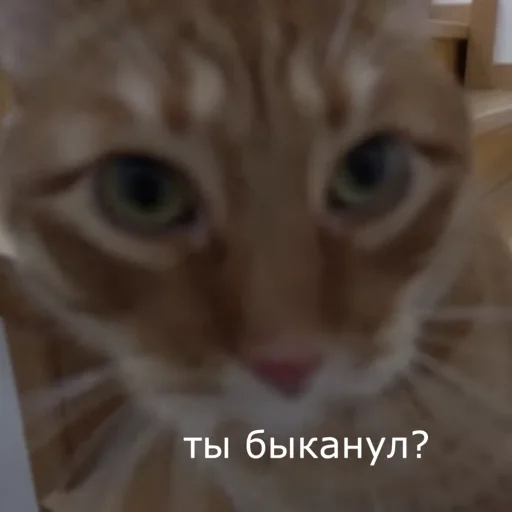 🗿 Стикер «Брайн Мапс №2» для Telegram